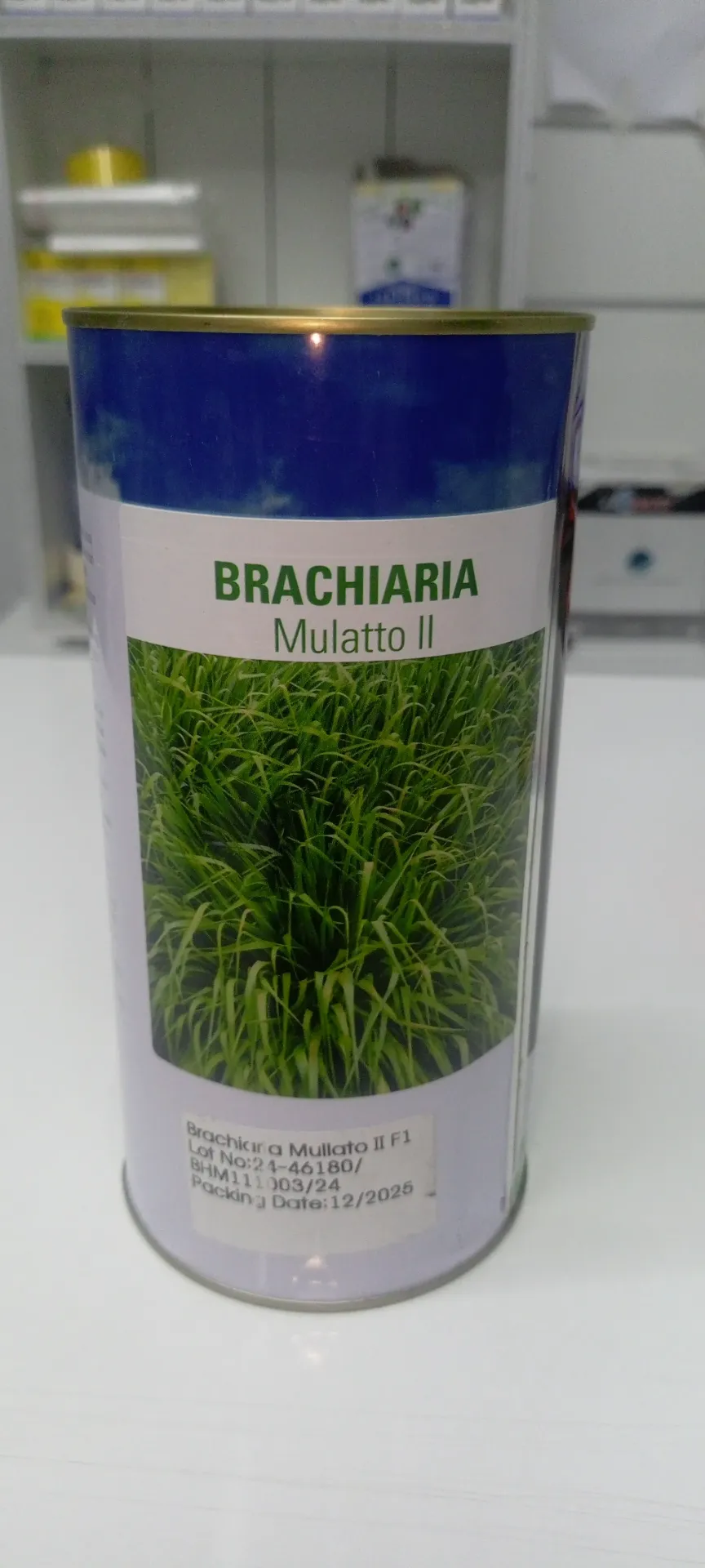 Ami Brachiaria Mulato II - 500g
