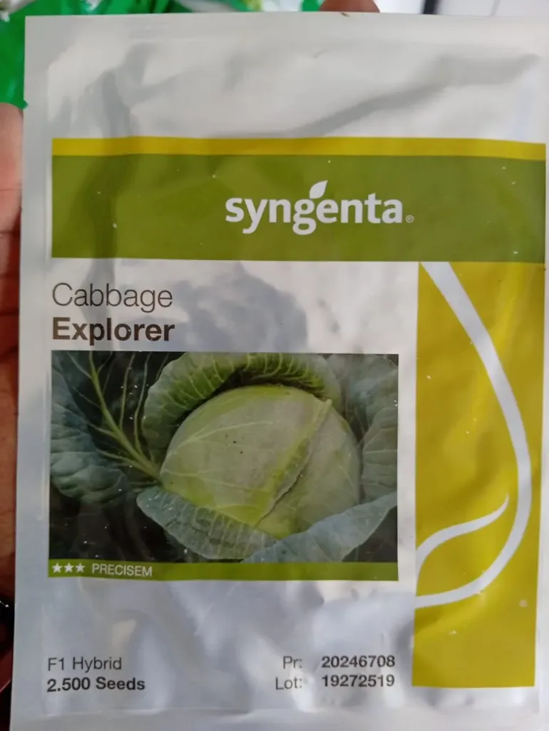 SYN CABBAGE Explorer F1 2500seeds